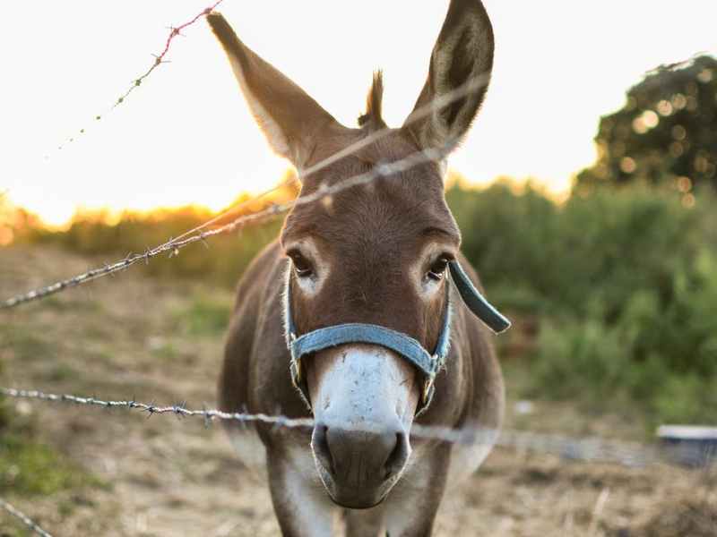 Jos olisin eläin, olisin aasi – Annen&nbsp;terapiaruno