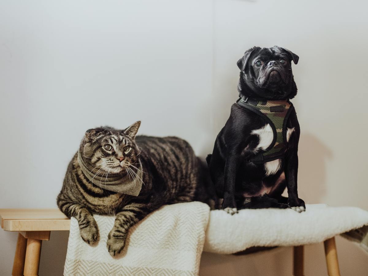 Uutta: Etäeläinhoito